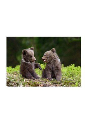 Door Name : Baby Bear CD-23